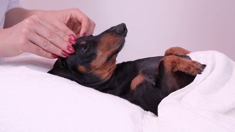 professional massage therapist strokes his head with fingers dog dachshund, black and tan, relaxed from spa procedures, covered with a towel