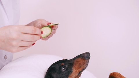 professional massage therapist strokes his head with fingers dog dachshund, black and tan, relaxed from spa procedures on face with cucumber, covered with a towel