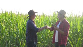 teamwork smart farming husbandry concept slow motion video. two men agronomist two farmers shake hands teamwork business success agriculture in the corn field is studying and examining crops before