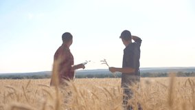 teamwork smart farming lifestyle slow motion video. two farmers work in wheat field. farmers explore are studying. man with digital tablet Wheat Field summer in the field wheat bread. slow motion
