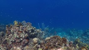 Paradise blue tropical ocean and healthy coral reef with sea sponges. Corals, sponge and fish, colorful aquatic life. Underwater video from scuba diving on the reefs. Marine wildlife in the sea.