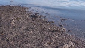 Brown algaes polllution a beach at a tourist beach. 4K Video footage
