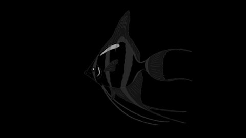 Black Scalare Angelfish swims in an aquarium. Animated Looped Motion Graphic with Alpha Channel.