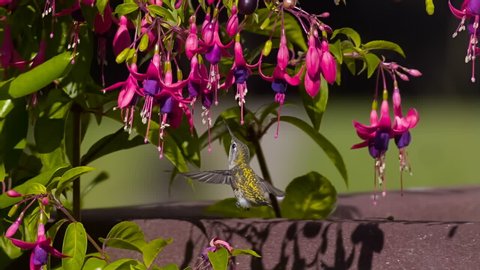 Hummingbird Searching on Fuchsia Flower Slow Motion 1500fps