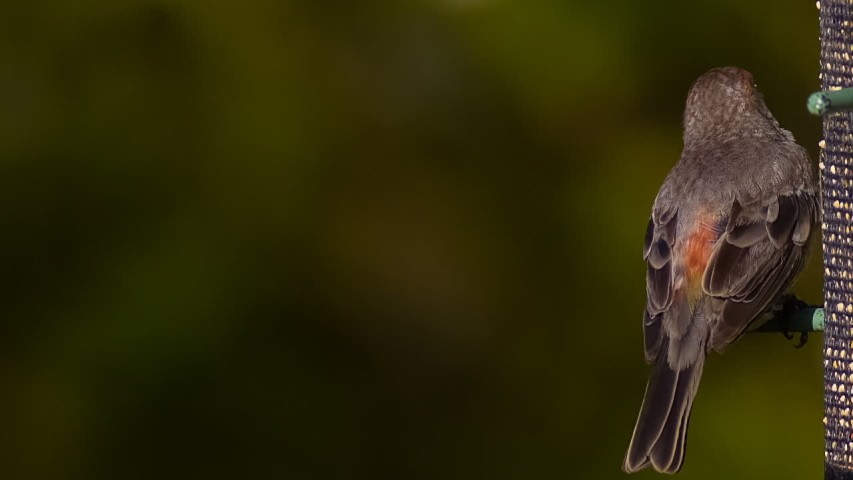 House Finch Slow Motion Take Off 1500fps
