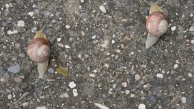 Grape snails or escargots in shell crawling on road.