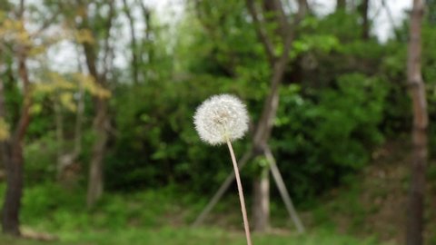 close up shot of Dandelion puff blowing in slow motion 120p. dandelion blowing.