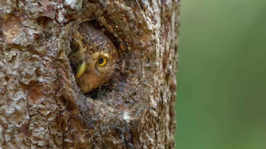 Eurasian pygmy owl (Glaucidium passerinum) looking out of nest hole Royalty-Free Stock Footage #1035980000