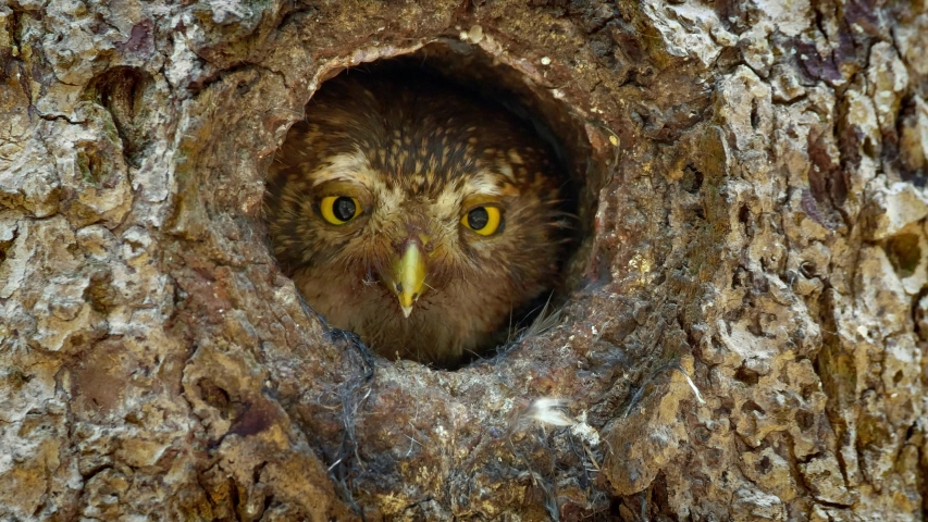 Eurasian pygmy owl (Glaucidium passerinum) looking out of nest hole Royalty-Free Stock Footage #1035980003