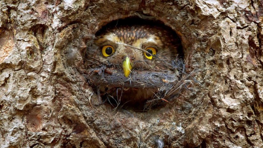 Eurasian pygmy owl (Glaucidium passerinum) with fly on the head Royalty-Free Stock Footage #1035980033