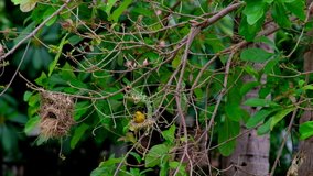 Yellow bird building nest. (Weaver Bird)