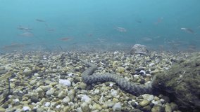 Dice snake, (natrix tessellata) in the beautiful clean river habitat. Underwater video of hunting snake with a nice bacground and natural light. Wild life animal.