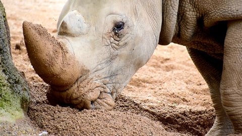 A rhinoceros or rhino digging a hole with his horn.  Big mammals  in freedom in Africa or Southern Asia, 4k, 2019.