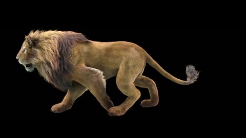 lion walk Zoo CG fur 3d rendering animal realistic CGI VFX Animation Loop Crowd dance composition 3d mapping cartoon Motion Background, with Alpha Matte