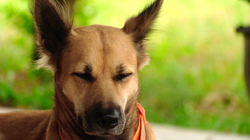 Close-up portrait of brown dog on green background