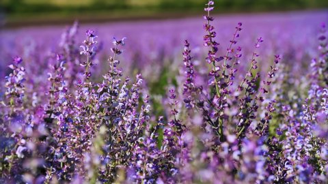 Close Up Sage Purple Flowers in 4K