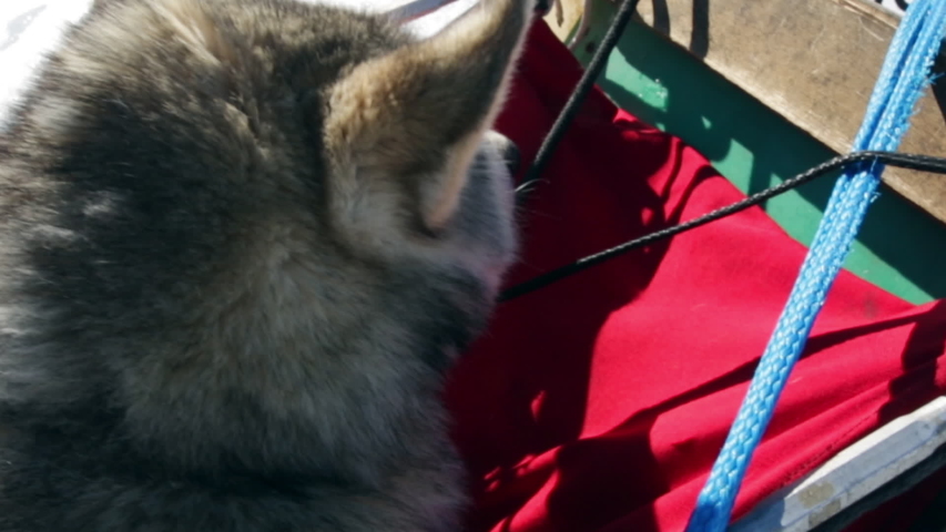 One Husky took advantage of resting in her on dog sled after pulling