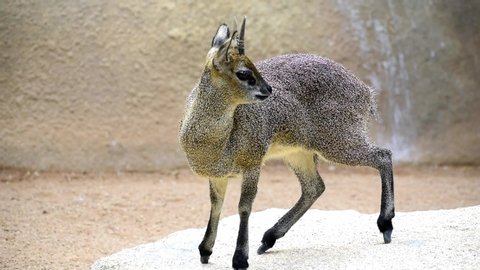 Young common duiker scientifically known as sylvicapra grimmia, a dapper little antelopes that occur widely across Southern Africa.
