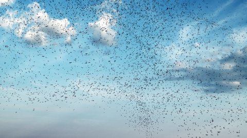 Large turbulent flock of birds flying on blue sky, swarm of starlings in dynamic formation