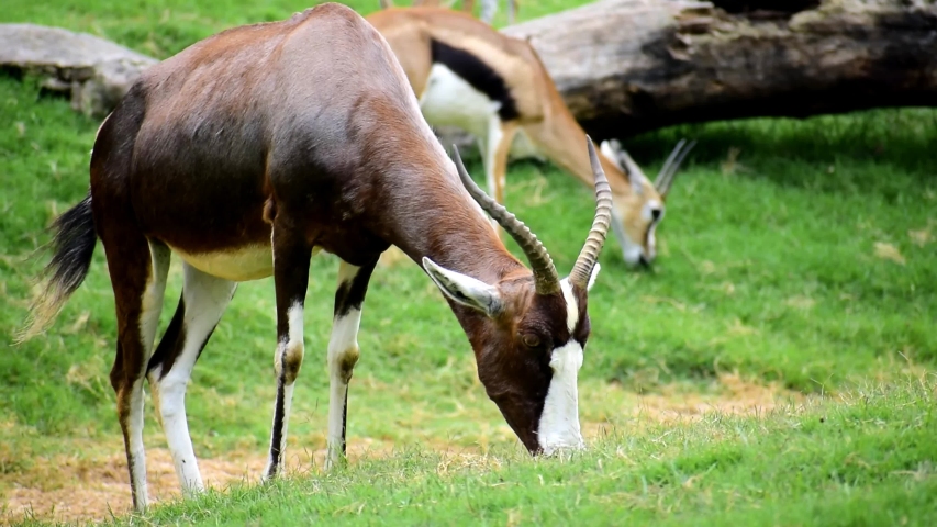 Addax image - Free stock photo - Public Domain photo - CC0 Images