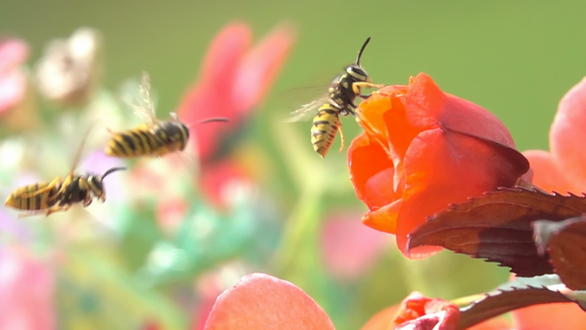 Bees Wasps flowers colorful beautiful  Nature pollinators in red flowers Royalty-Free Stock Footage #1036002491