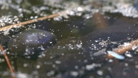 Macro video of tadpoles sipping air and swimming beneath the surface of a lake. Great educational video. Tripod shot.