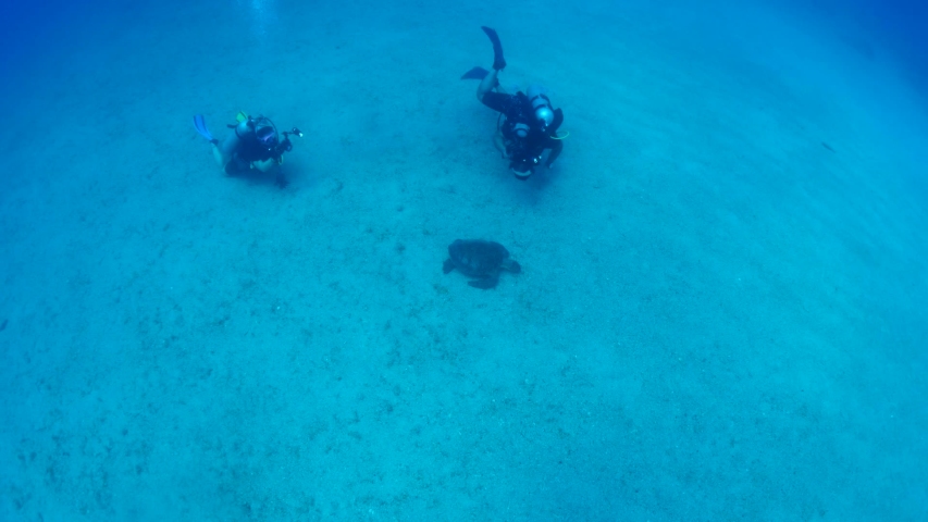 scuba diver photographer taking photos of turtle underwater