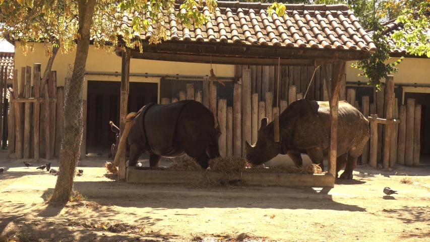 Two Rhinos at the Zoo