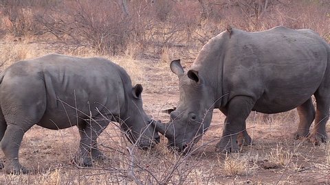 Young white rhino bull sparring with an older male in dry bushland in South Africa.