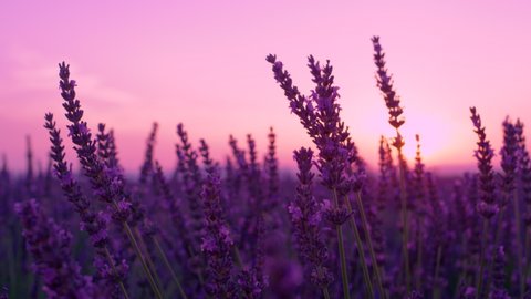 SLOW MOTION, DOF, CLOSE UP: Summer sunset illuminates the blooming fields of lavender in French countryside. Picturesque view of the endless aromatic fields of lavender in tranquil part of Provence.