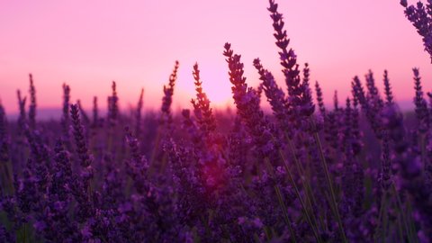 SLOW MOTION, CLOSE UP, DOF, SUN FLARE: Golden evening sunbeams shine through the beautiful lavender stalks in the picturesque French countryside. Sunset in breathtaking purple fields of Provence.
