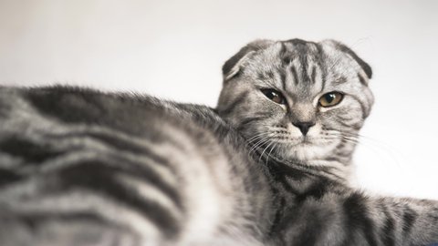 happy cat lies and looks into camera lens. close-up. beautiful british scottish fold cat. pet rests in the room. beautiful tabby cat.