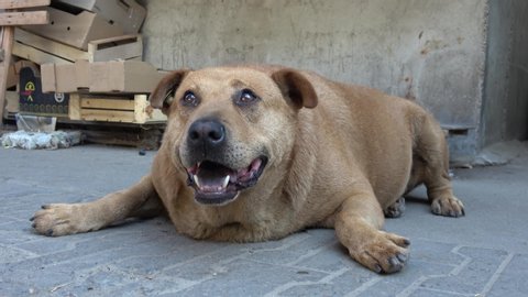 Kherson, Ukraine - 17th of August 2019: 4K Portrait of obese dog heavily breathing resting on the ground
