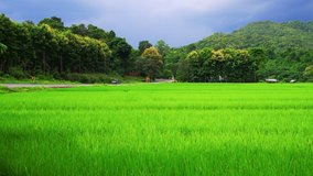 4K video of rice field in Phayao province, Thailand.