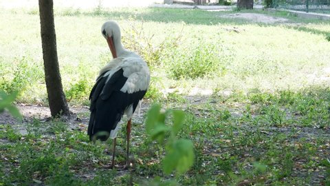 Crane walks in a public park