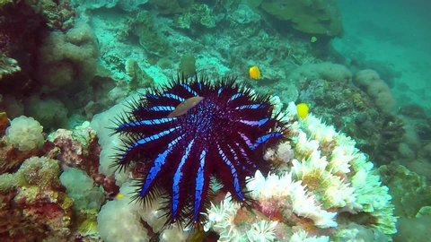 Crown of Thorns Starfish, a poisonous animal eats on a bleached, dead hard coral on a tropical reef. A Crown-of-thorns seastar feeds on live hard coral and bubble coral on a shallow reef in Thailand.