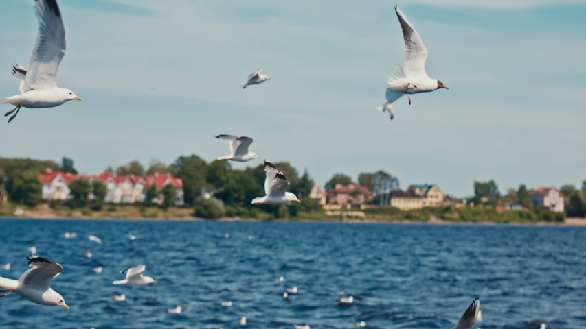 Large white seagulls flying over the river