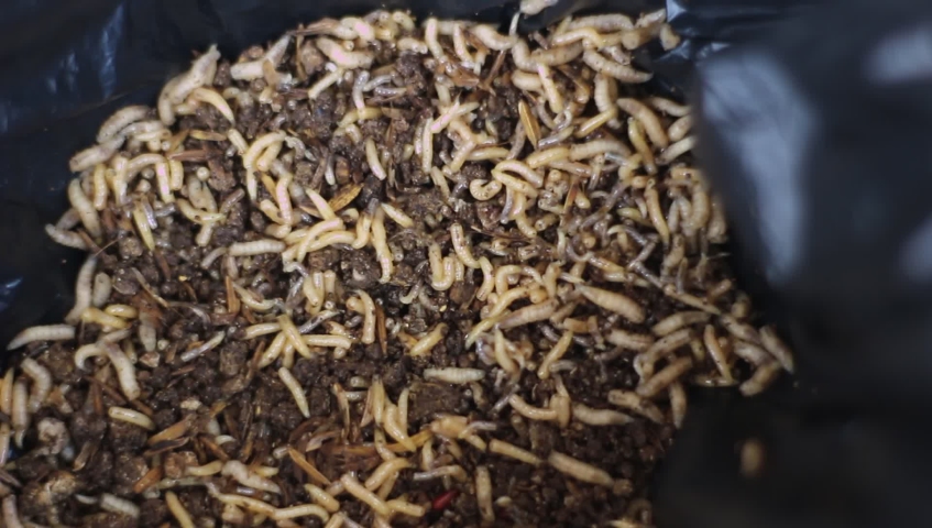 lots-of-fly-maggots-writhing-stock-footage-video-100-royalty-free