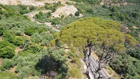 Aerial video from drone rotating around old tall huge pine tree Pinus brutia (Calabrian pine) on Crete. Greece.