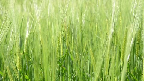 Young and green wheat crops growing on agricultural field in sunny spring day. Blowing in the wind. Ripening ears of green rye, close up. Ears of barley swaying in the breeze. Waving green oat. Spikel