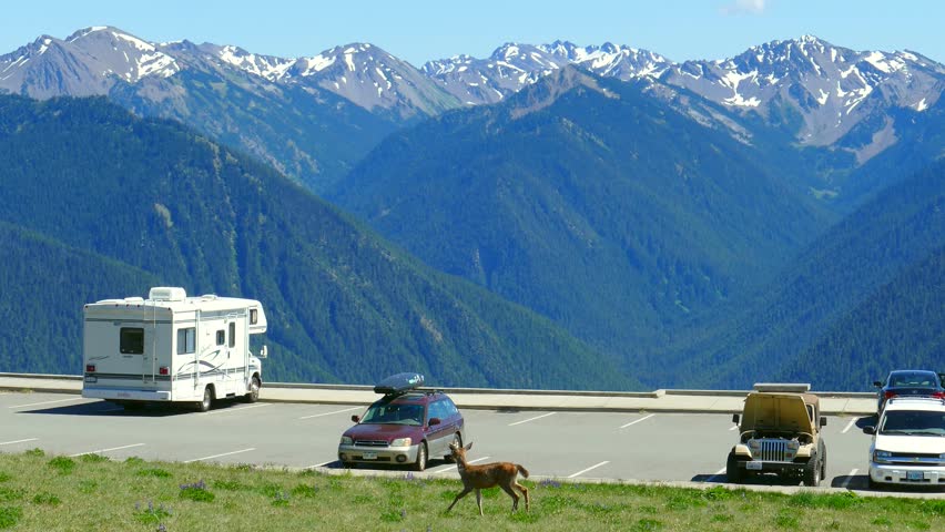 Deer Searching Parking Lot for People, But None Are Around.
Scenic Hurricane Ridge, Olympic National Park, Port Angeles, Washington.