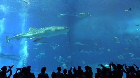 Okinawa Aquarium 4K with 2 Big Whale sharks and various kinds of fish swimming in the tank. At Okinawa Churaumi Aquarium, Japan-July 6, 2019.
