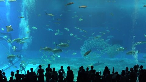 Okinawa Aquarium 4K with 2 Big Whale sharks and various kinds of fish swimming in the tank. At Okinawa Churaumi Aquarium, Japan-July 6, 2019.