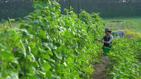 A young organic farmer picking green beans on a sustainable organic farm.