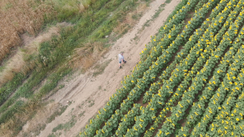 Happy adult farmer walking next to his abundant agricultural field of yellow sunflowers. Aerial view.