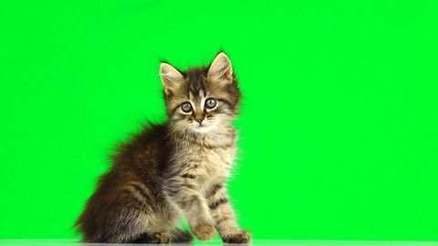 kitten looks in different directions on a green screen