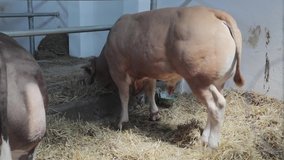Big Bull in Barn at Cattle Farm