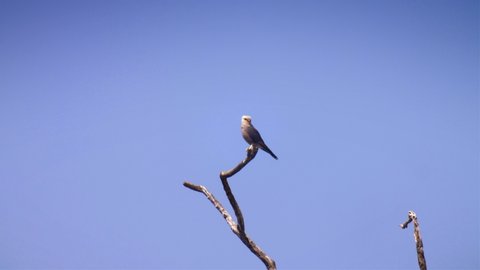 Dickinson’s kestrel On branch, Hwange National Park Zimbabwe