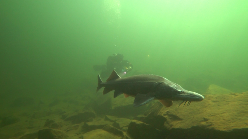 Sturgeon swimming in a lake (close up)