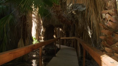 Wooden Planks lead through lush swamp foliage inside Thousand Palms hiking trail
